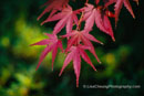 The Season of Colors